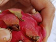 Parah..!! Buah Naga MBG Berbelatung Dibagikan ke Siswa PAUD di Tulungagung